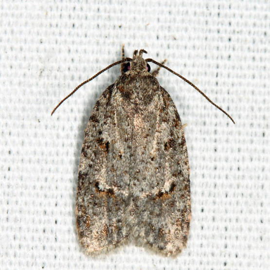 0911 - Bog Bibarrambla Moth - Bibarrambla allenella