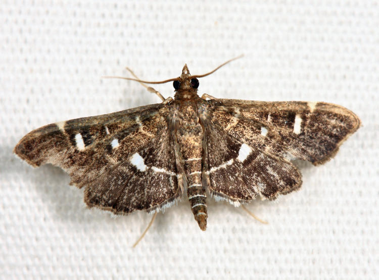 Diathrausta  sp.