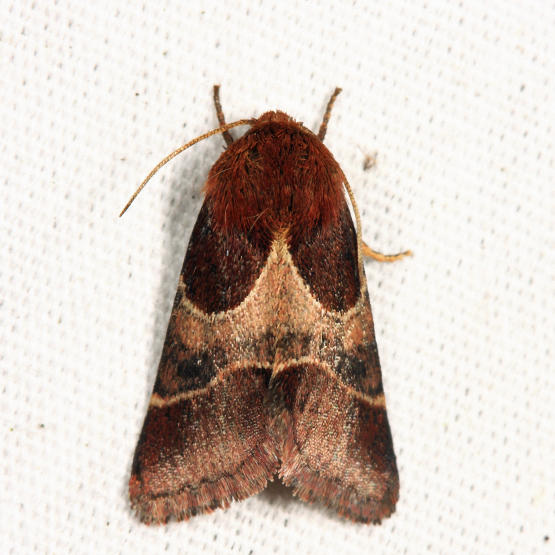11128 - Arcigera Flower Moth - Schinia arcigera