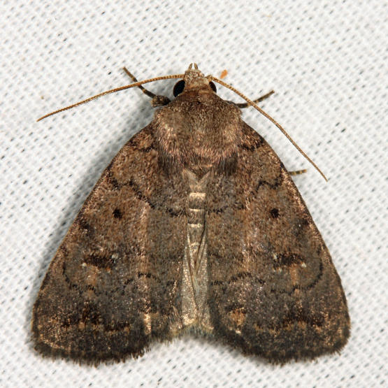 9650  Slowpoke Moth  Athetis tarda