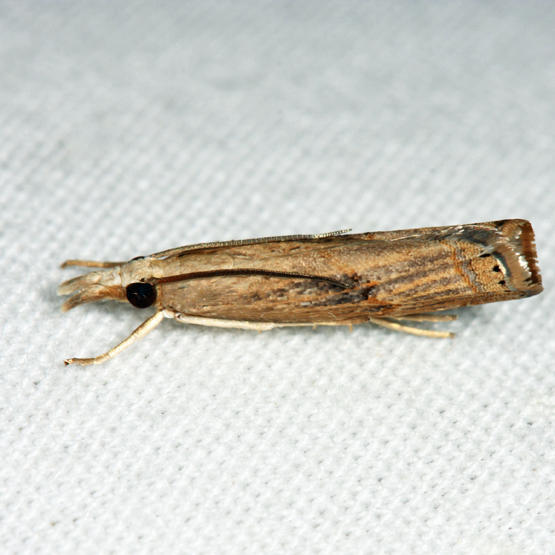 5451 - Bluegrass Webworm Moth - Parapediasia teterrella