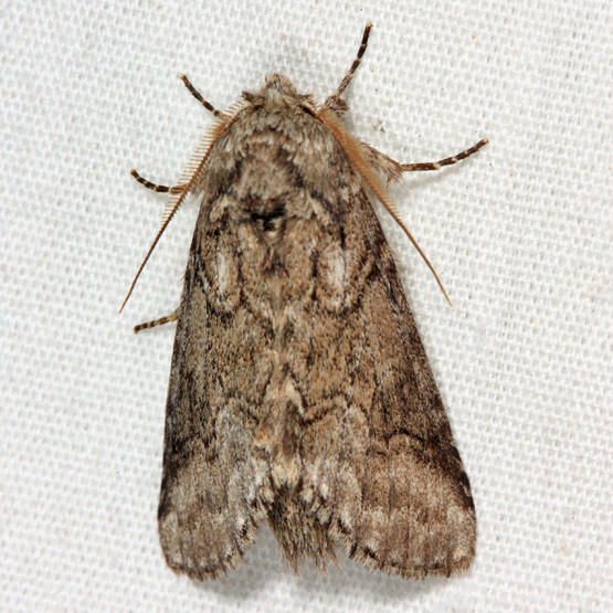 7999 - Double-lined Prominent - Lochmaeus bilineata