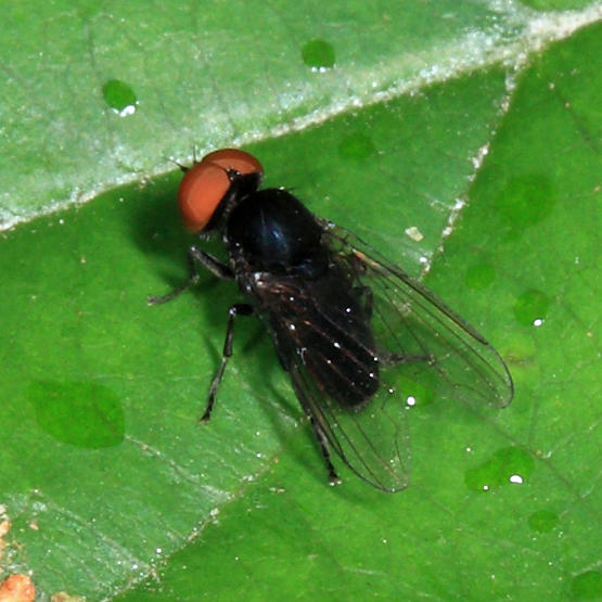 Platypeza anthrax (male)