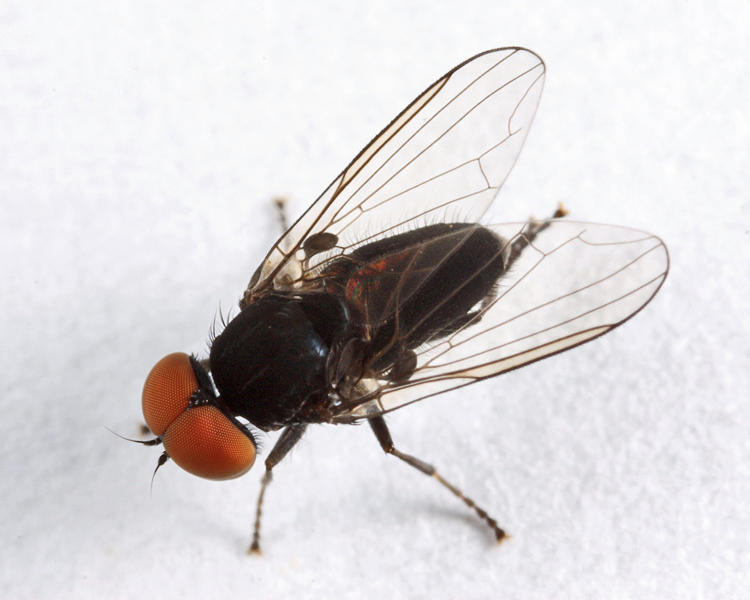  Platypeza anthrax (male)