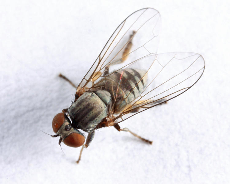 Platypeza anthrax (female)