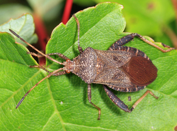 Helmeted Squash Bug - Euthochtha galeator