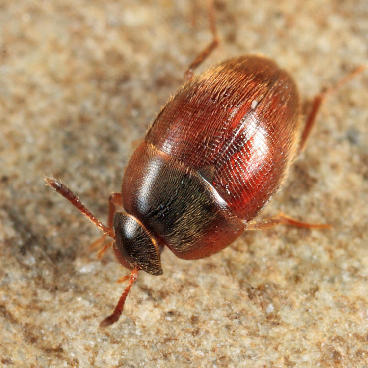Ptomaphagus sp. (P.brevior?)
