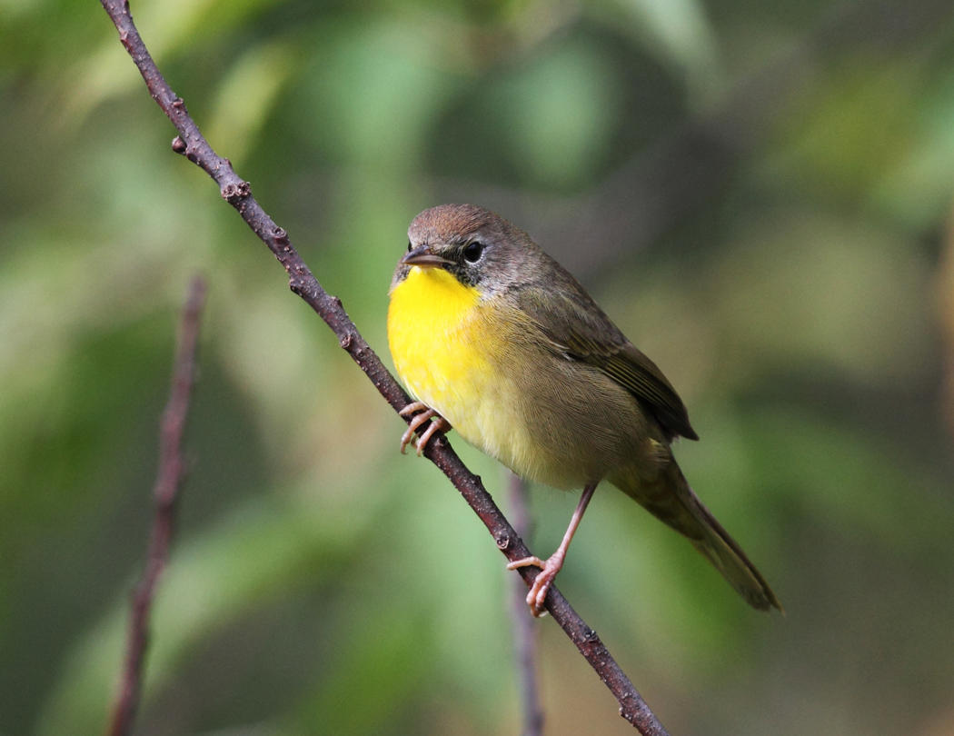 Common Yellowthroat - Geothlypis trichas