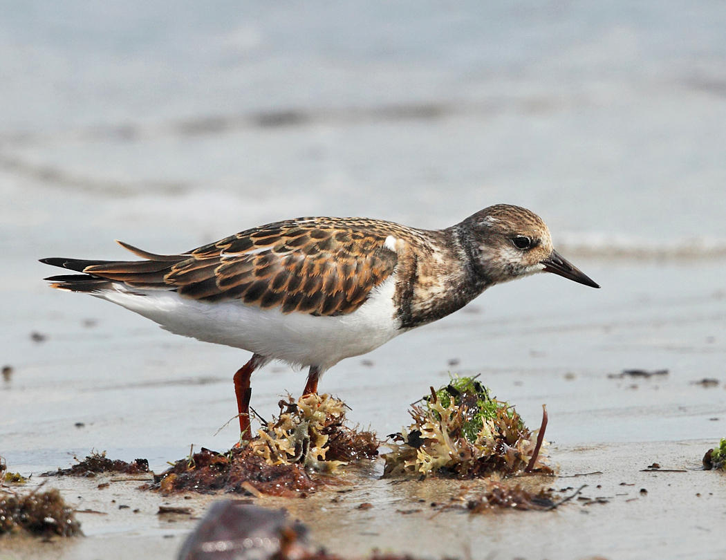 Ruddy Turnstone - Arenaria interpres