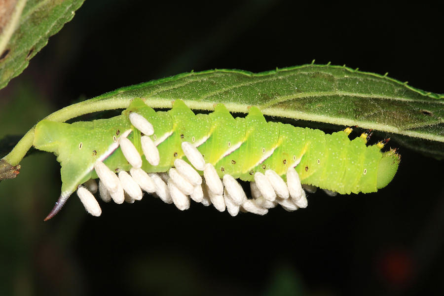Pawpaw Sphinx - Dolba hyloeus (with braconid cocoons of Cotesia congregata)