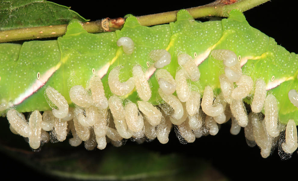 Pawpaw Sphinx - Dolba hyloeus (with braconid cocoons of Cotesia congregata)