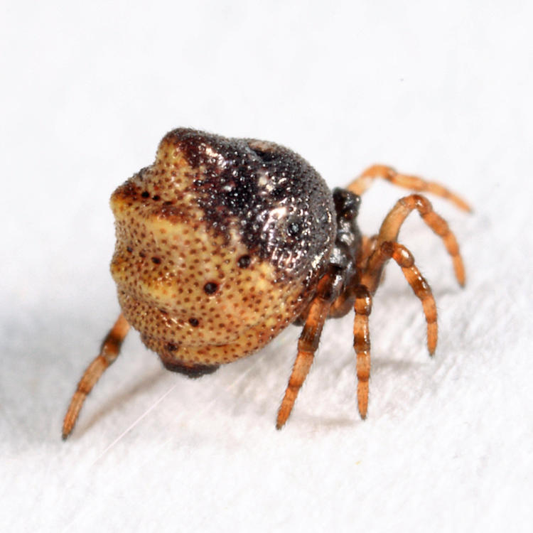 Phoroncidia americana