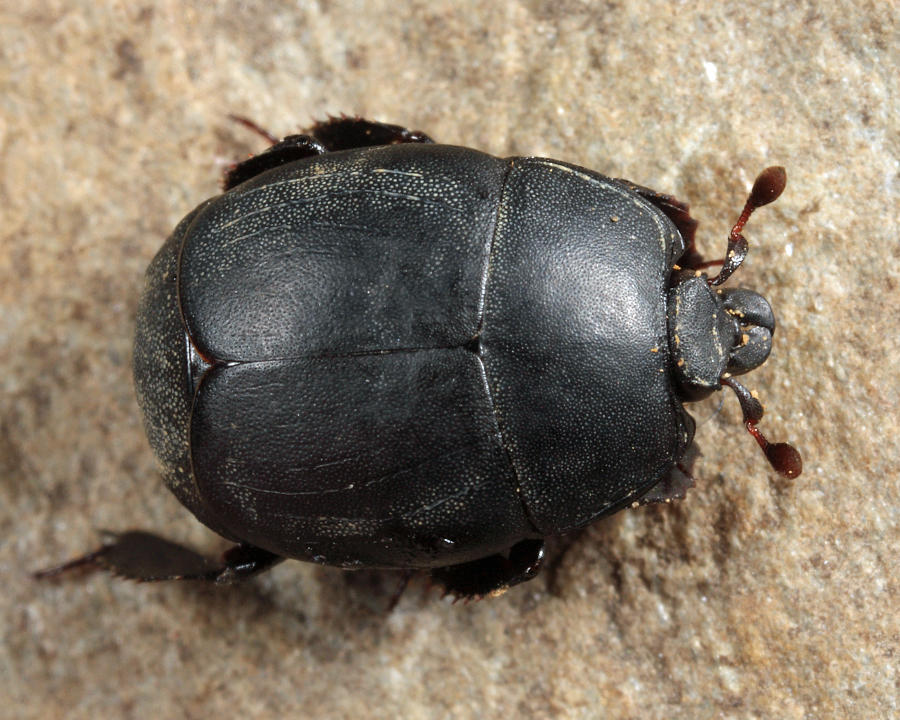 Psiloscelis perpunctata