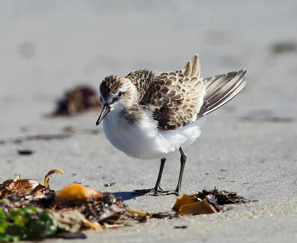 Semipalmated Sandpiper - Calidris pusilla