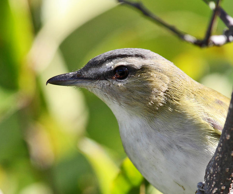 Red-eyed Vireo - Vireo olivaceus