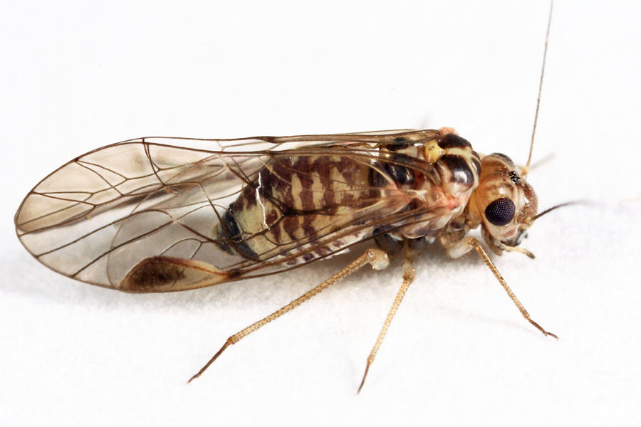 Blastopsocus lithinus