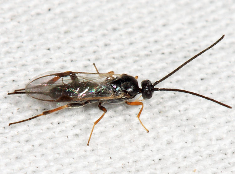 Microgastrinae