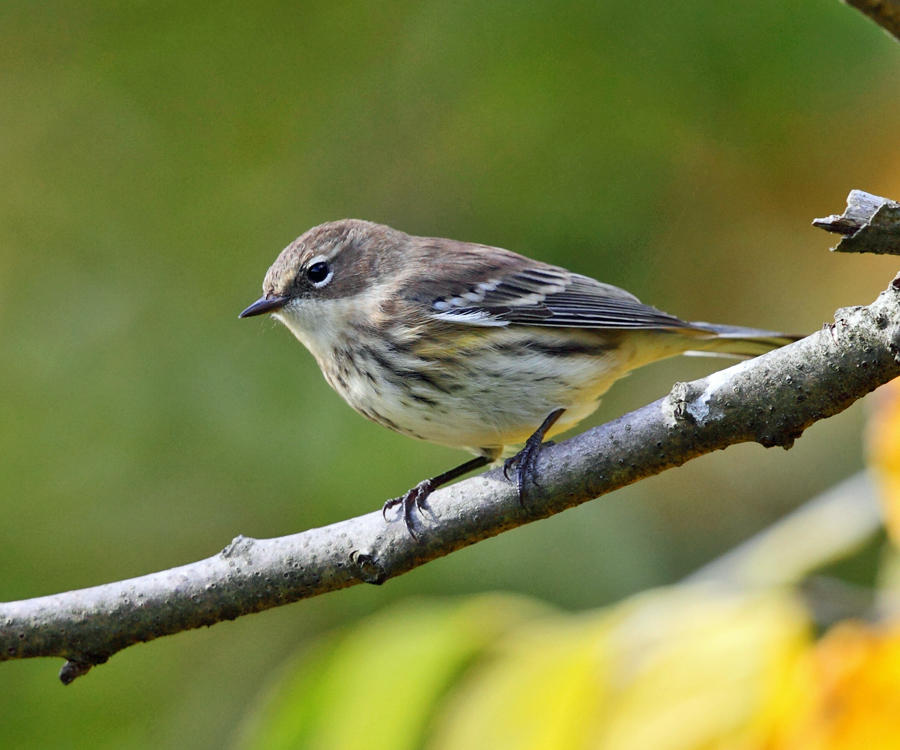 Yellow-rumped Warbler - Setophaga coronata