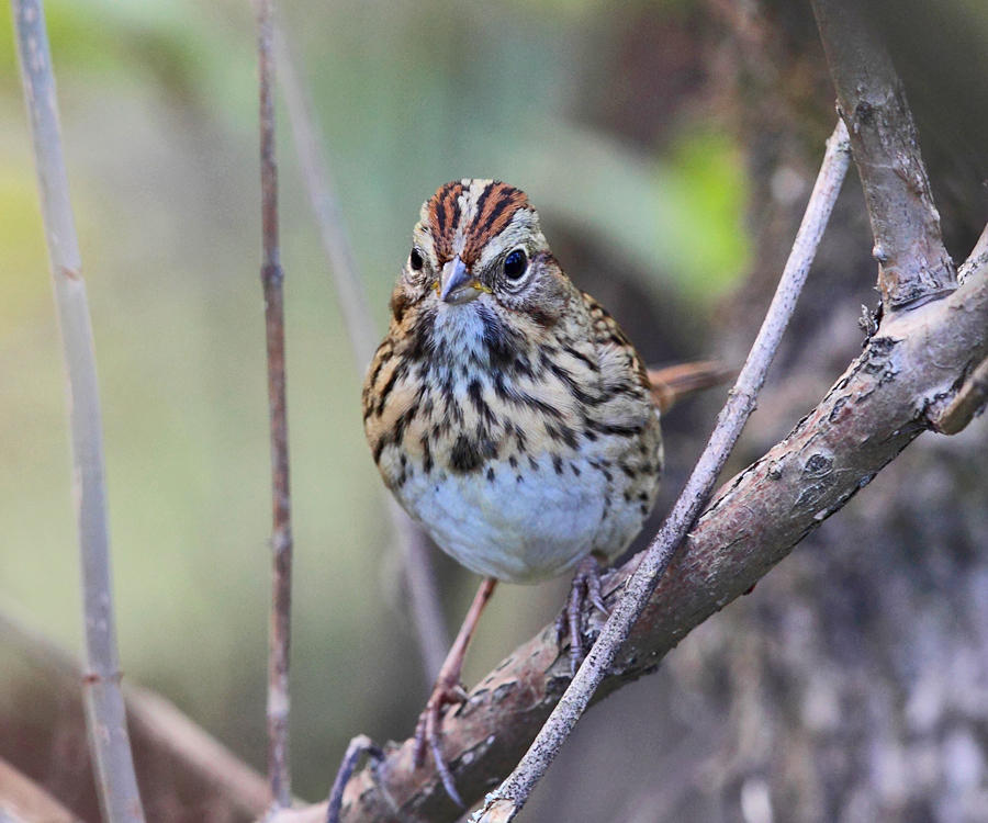 Lincolns Sparrow - Melospiza lincolnii