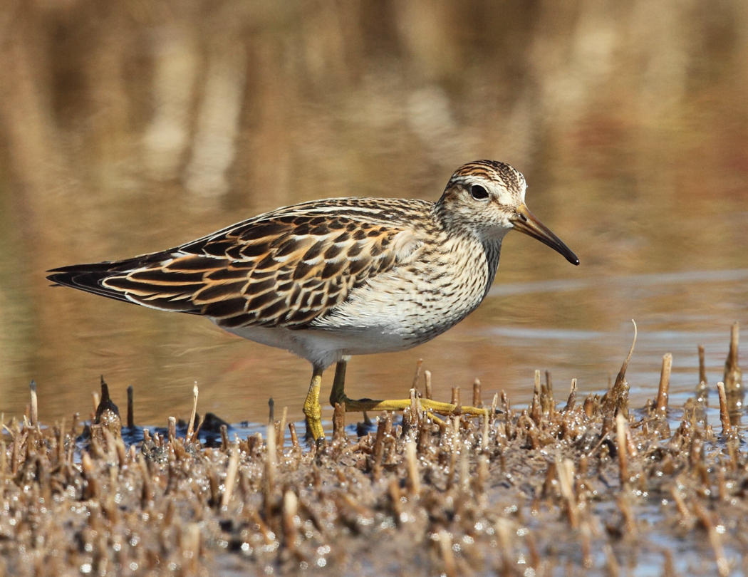 Pectoral Sandpiper - Calidris melanotos