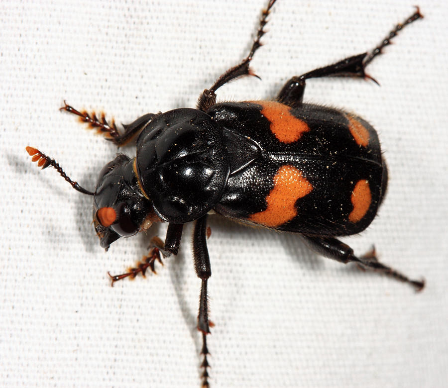 Roundneck Sexton Beetle - Nicrophorus orbicollis