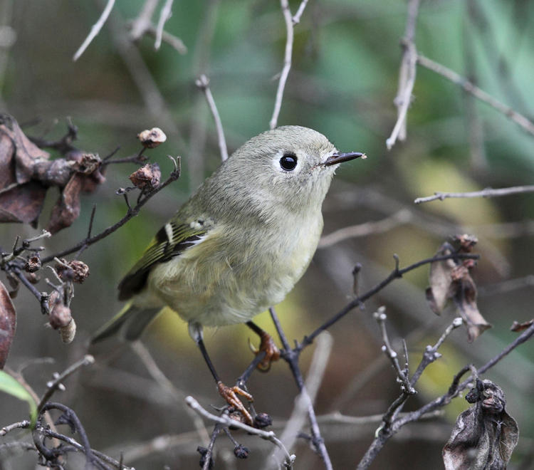 Ruby-crowned Kinglet - Regulus calendula