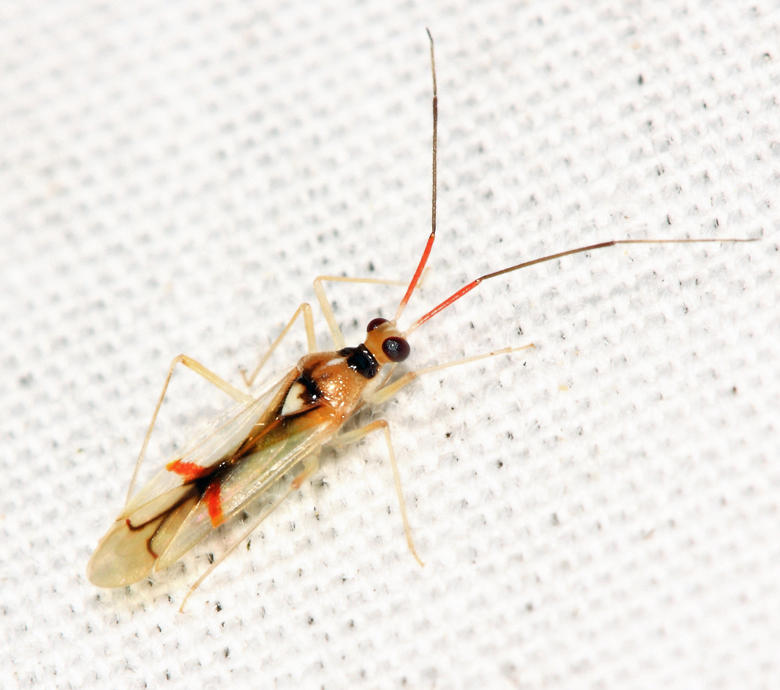 Hyaliodes harti