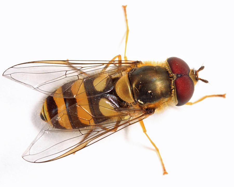 Syrphus sp. (vitripennis or rectus)