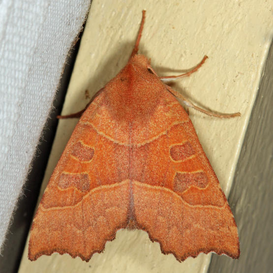 9952 - Scalloped Sallow - Eucirroedia pampina