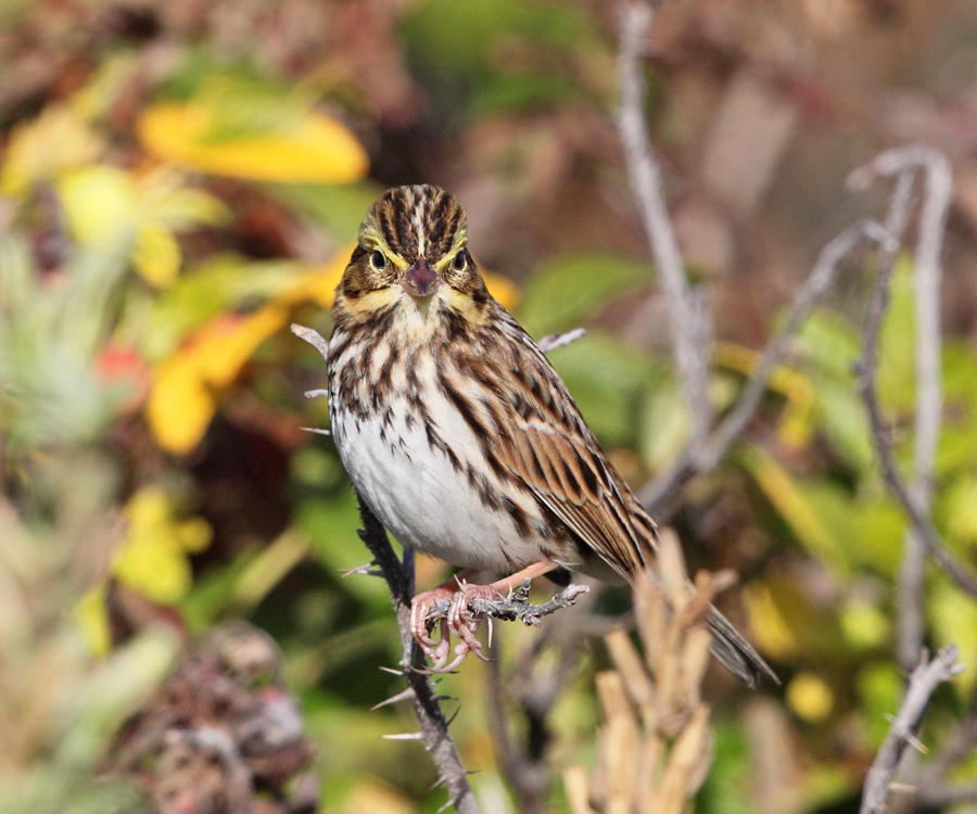 Savannah Sparrow - Passerculus sandwichensis