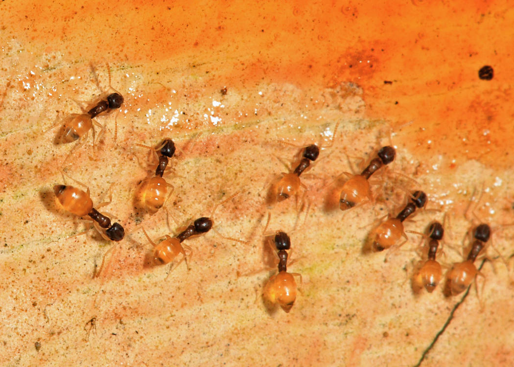 Ghost Ants - Tapinoma melanocephalum