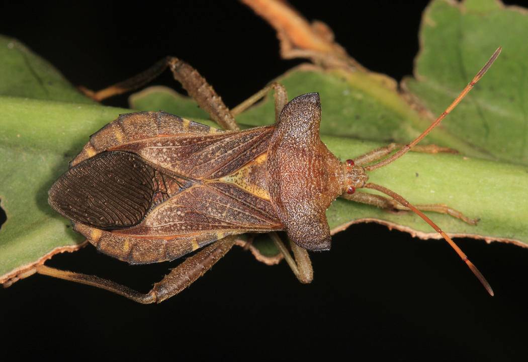 Mozena lunata