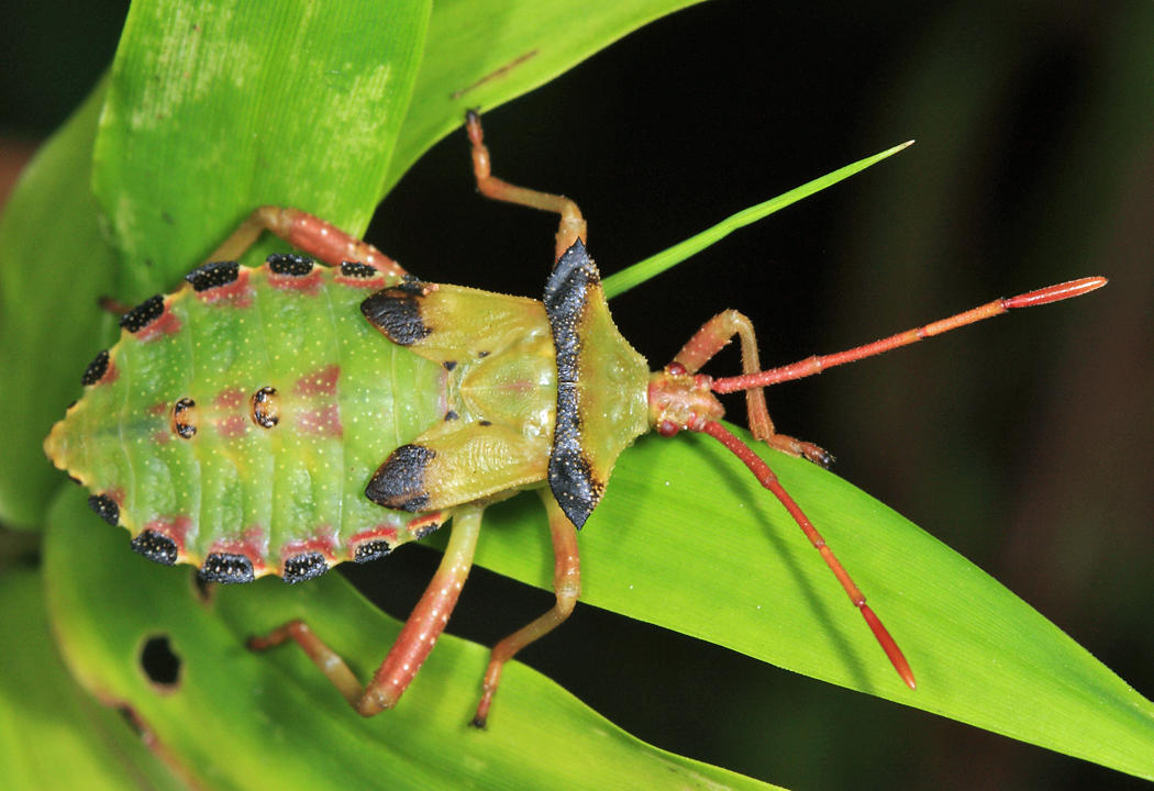 Mozena sp. (nymph)
