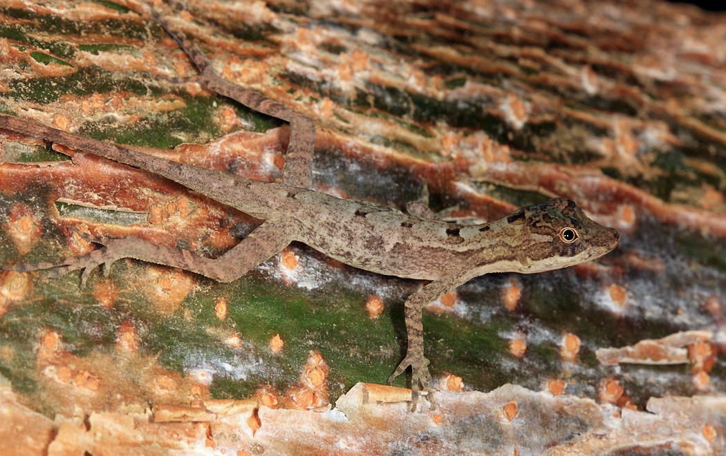 Ghost Anole - Anolis lemurinus