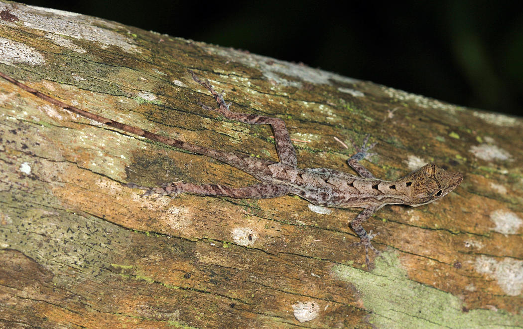 Ghost Anole - Anolis lemurinus