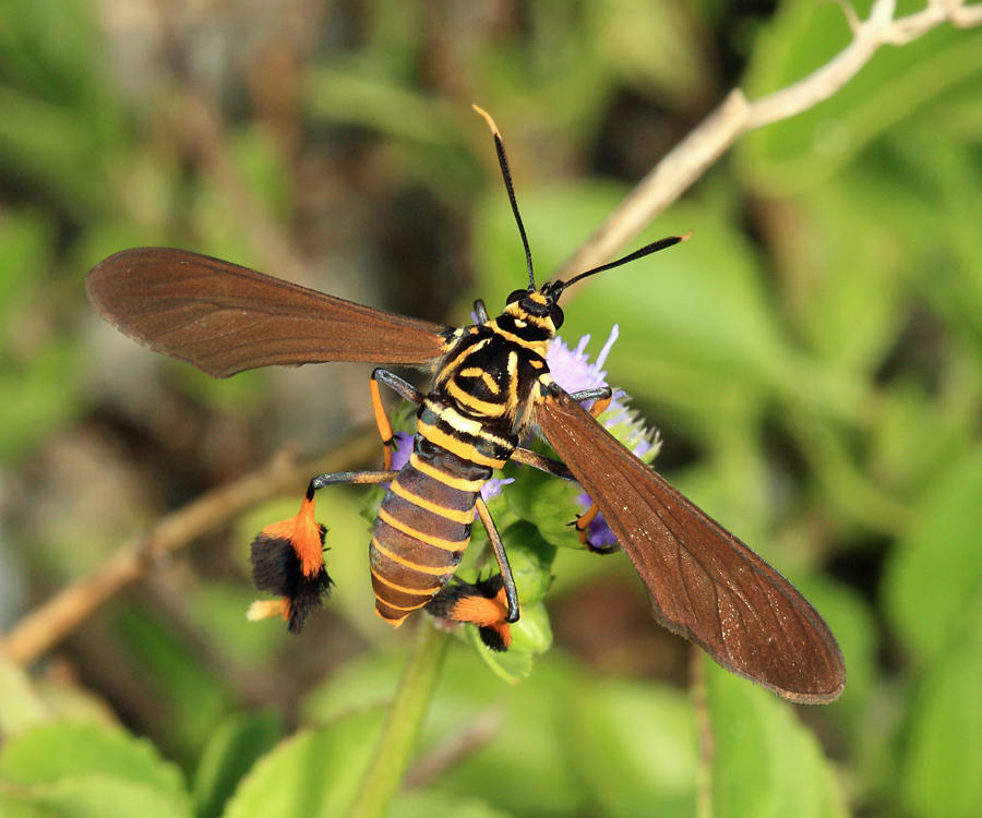 Horama oedippus
