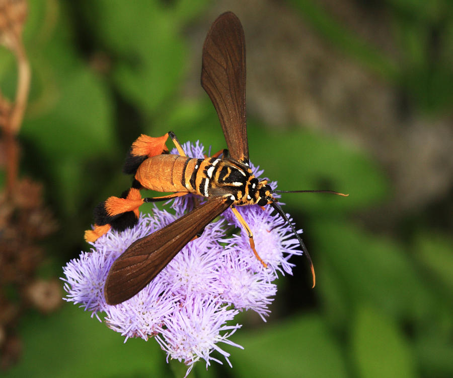 Horama oedippus