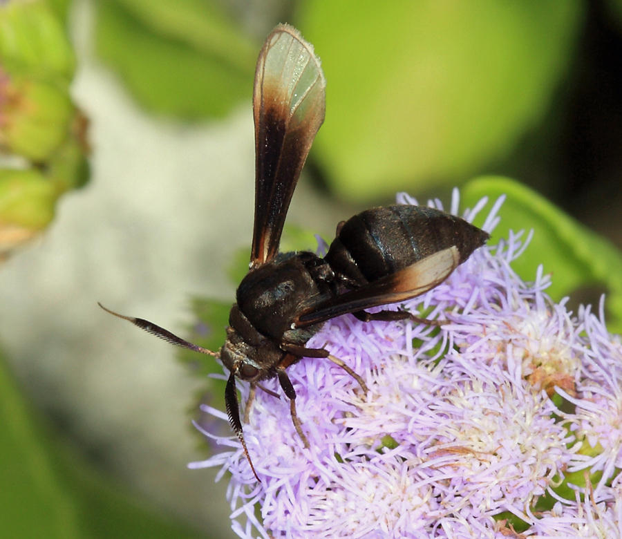 Myrmecopsis strigosa