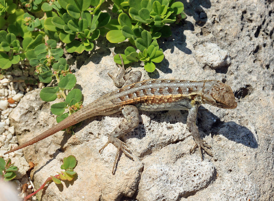 Cozumel Spiny Lizard - Sceloporus cozumelae