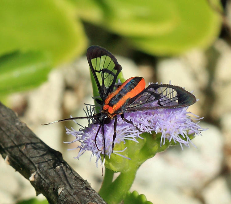 Loxophlebia imitata