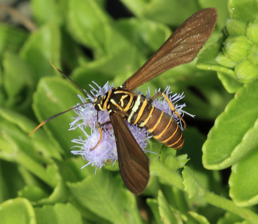 Horama oedippus