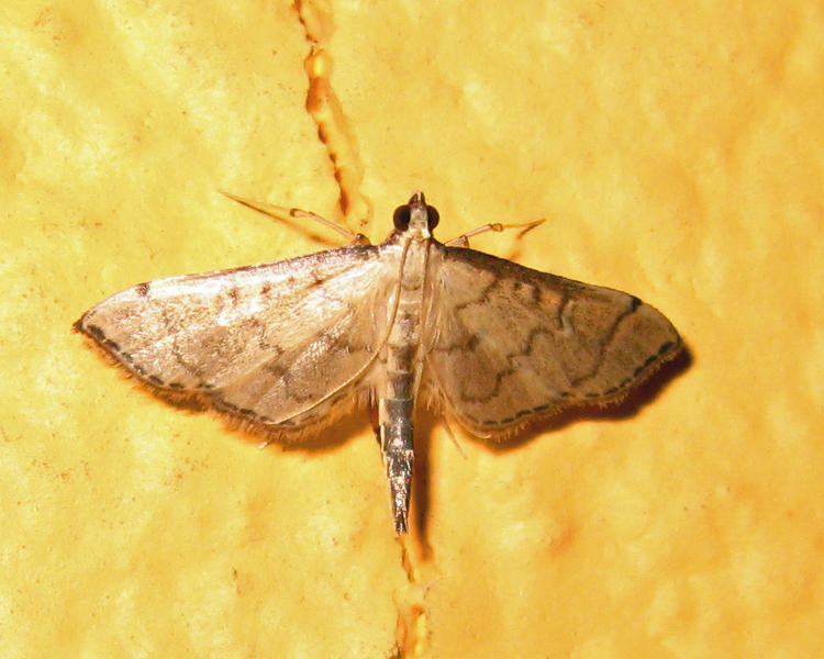 Blepharomastix sp.