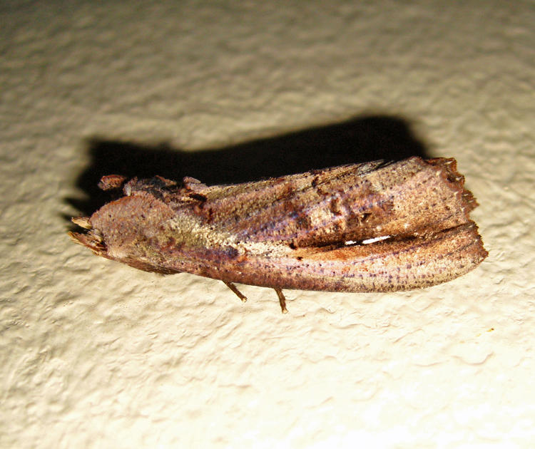 Bardaxima lucilinea