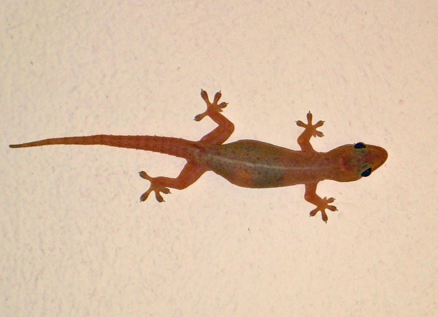 Common House Gecko - Hemidactylus frenatus