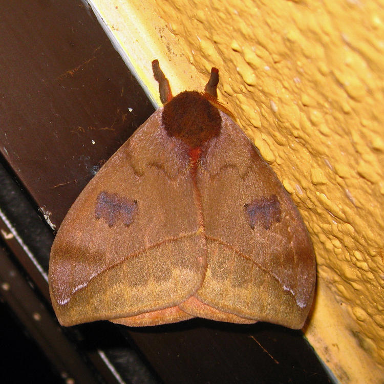 Automeris sp.
