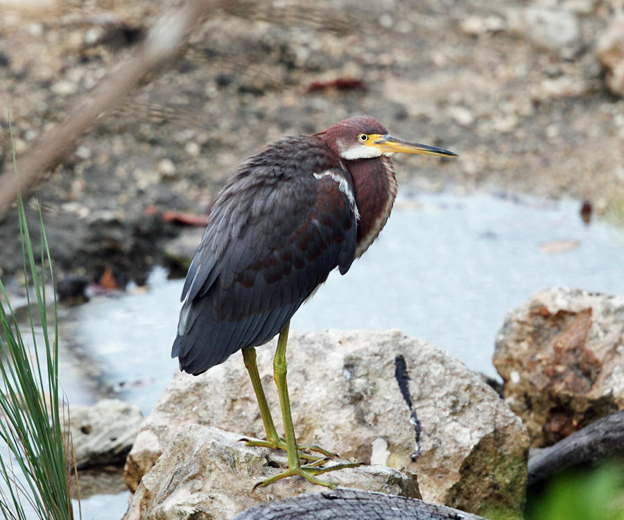 Tricolored Heron - Egretta tricolor