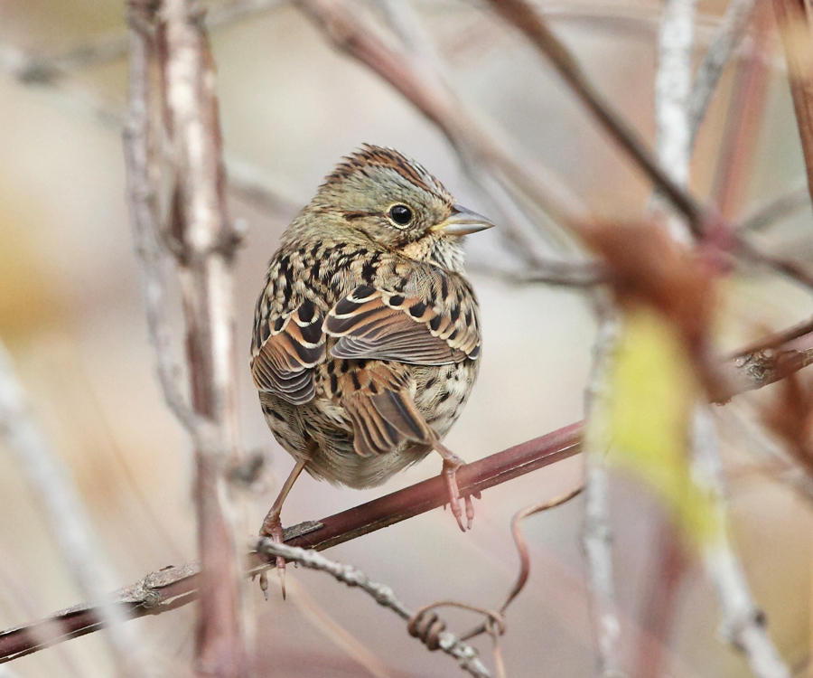 Lincolns Sparrow - Melospiza lincolnii