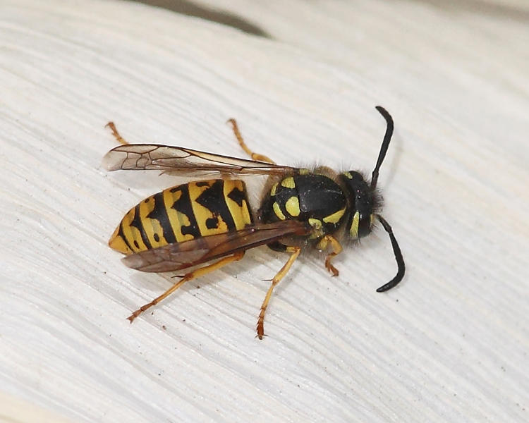 German Yellowjacket - Vespula germanica