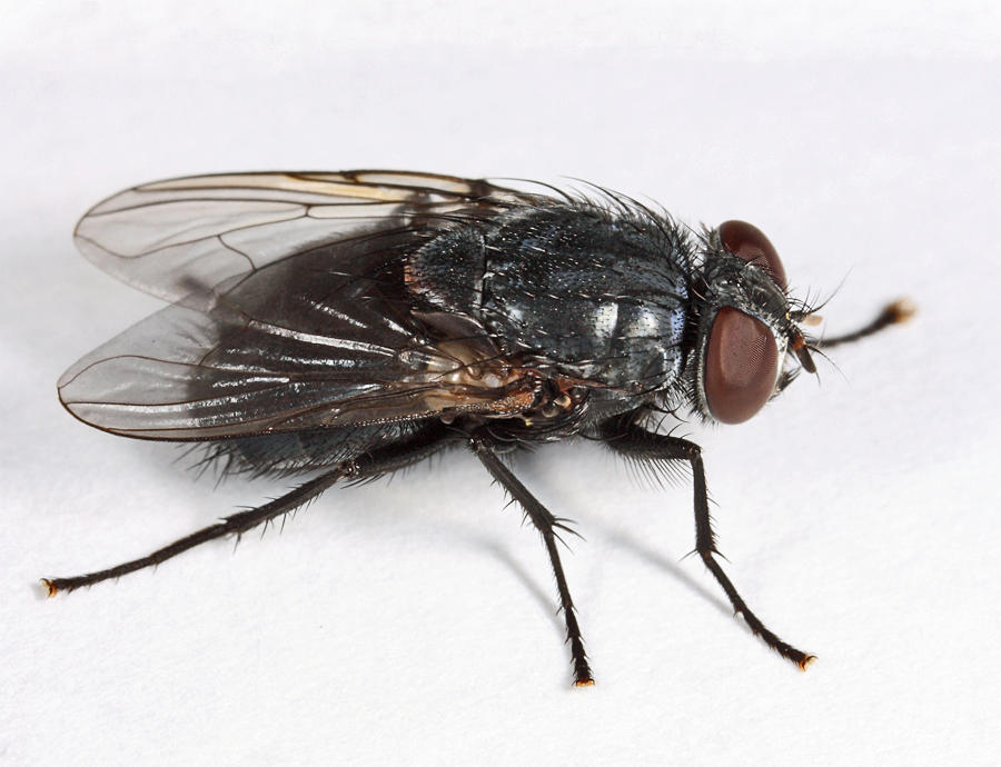 Muscina pascuorum 