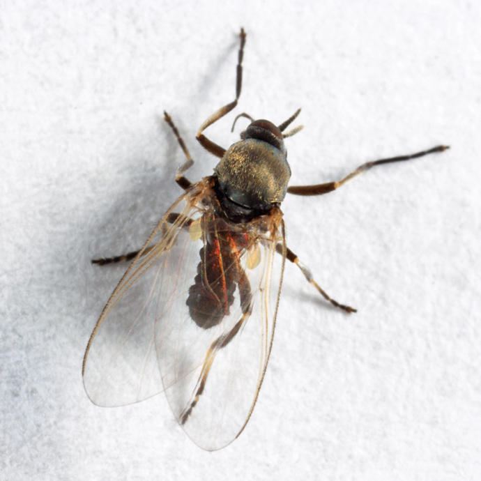 Simulium sp.